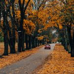 Drivers warned autumn leaves could land them with £1,000 fines