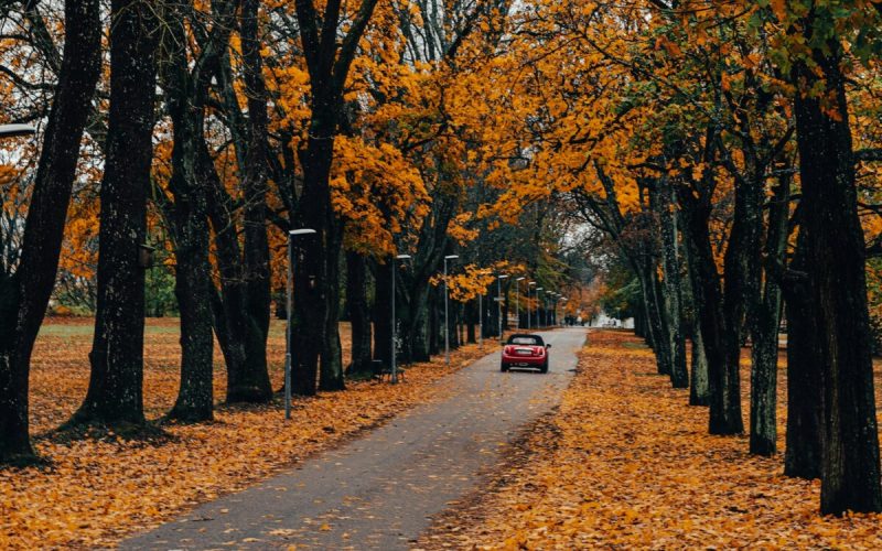 a car driving down a leaf covered road